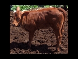 Red Heifer Born in Israel